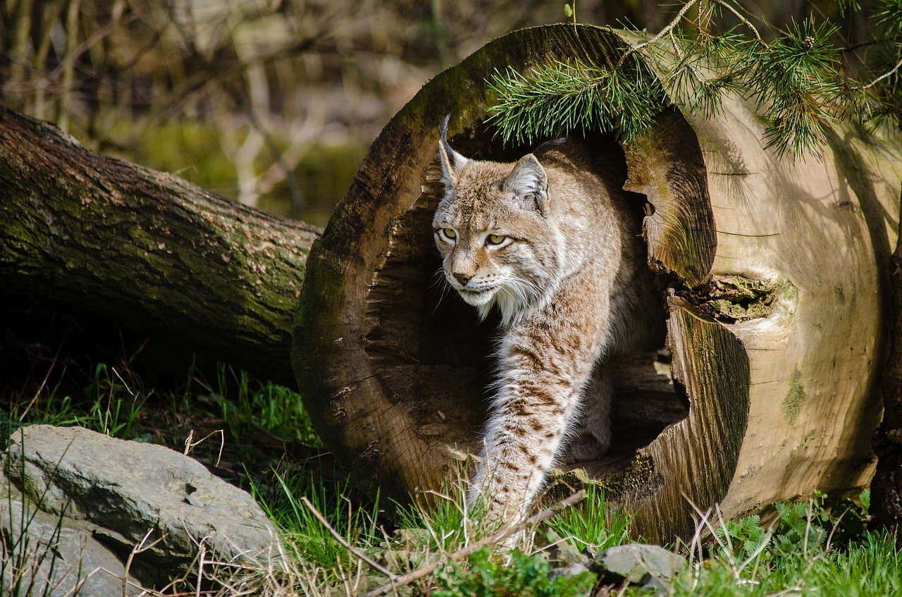 Bobcat In North Dakota - North Dakota Wildlife And agriculture