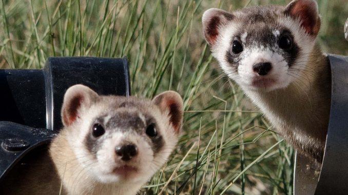 Black-footed Ferret