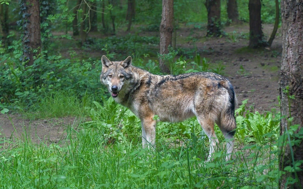 Gray Wolf In North Dakota North Dakota Wildlife And agriculture